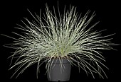 Festuca cinerea 'Azurite