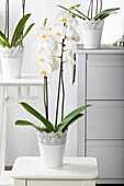 Phalaenopsis, white