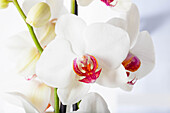 Phalaenopsis