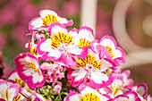 Schizanthus wisetonensis