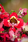 Schizanthus wisetonensis