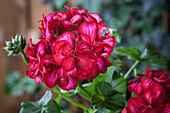 Pelargonium peltatum, red