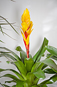 Bromelia