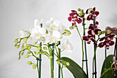 Phalaenopsis