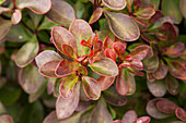 Berberis thunbergii 'Atropurpurea Nana'