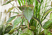 Callicarpa bodinieri var. giraldii 'Profusion