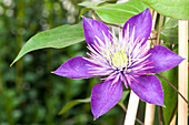 Clematis, blau