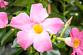 Mandevilla sanderi, rosa