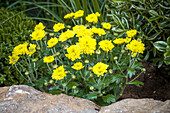 Chrysanthemum indicum 'Garden Mums'