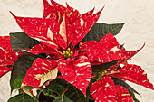 Euphorbia pulcherrima 'Christmas Feelings'®