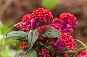 Celosia argentea 'Hot Topic'®