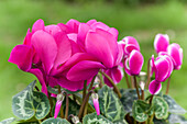 Cyclamen persicum