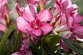 Nerium oleander, pink