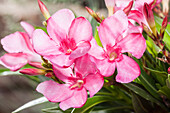 Nerium oleander, dark pink