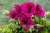 Pelargonium grandiflorum pac® Candy Flowers®