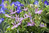 Lobelia erinus