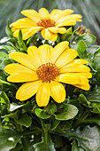 Gazania rigens