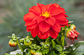 Dahlia, red