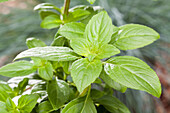 Ocimum basilicum 'Magic White'