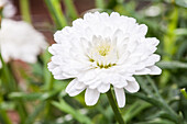 Argyranthemum 'Crazy Daisy'