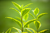 Ligustrum ovalifolium 'Aureum'