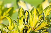 Rhododendron 'Goldleaf' (gold leaf)