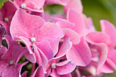 Hydrangea macrophylla, rosa