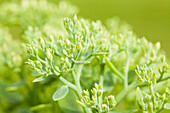 Sedum