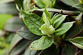 Rhododendron 'Honey Scent' (German)