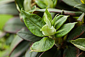 Rhododendron 'Honigduft'