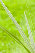 Cordyline australis, grün