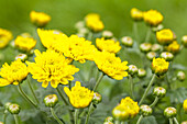 Chrysanthemum indicum 'Garden Mums'