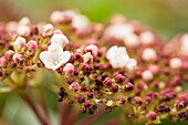 Viburnum tinus