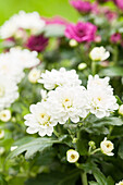 Chrysanthemum indicum, white