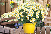 Argyranthemum frutescens, yellow