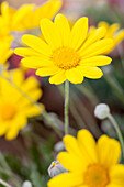 Argyranthemum frutescens, yellow