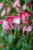 Fuchsia Hybride