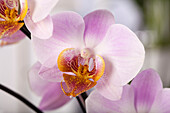 Phalaenopsis, lila