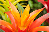 Guzmania 'Fiero'