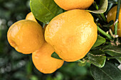 Citrus japonica 'Obovata'