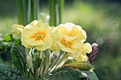 Primula vulgaris