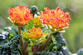 Primula vulgaris 'Sirococco'