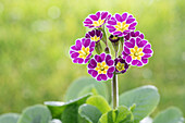 Primula rosea Grandiflora