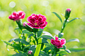 Dianthus caryophyllus 'Oscar'®