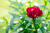 Dianthus caryophyllus 'Oscar'®