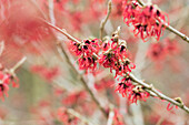 Hamamelis mollis 'Feuerzauber'