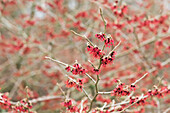 Hamamelis mollis 'Fire magic