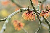 Hamamelis x intermedia 'Jelena'