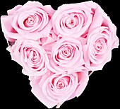 Sophias Secret® - Rose box - Heart box