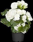 Begonia elatior, white